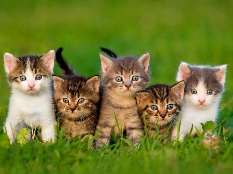 Des petits chats dans l'herbe